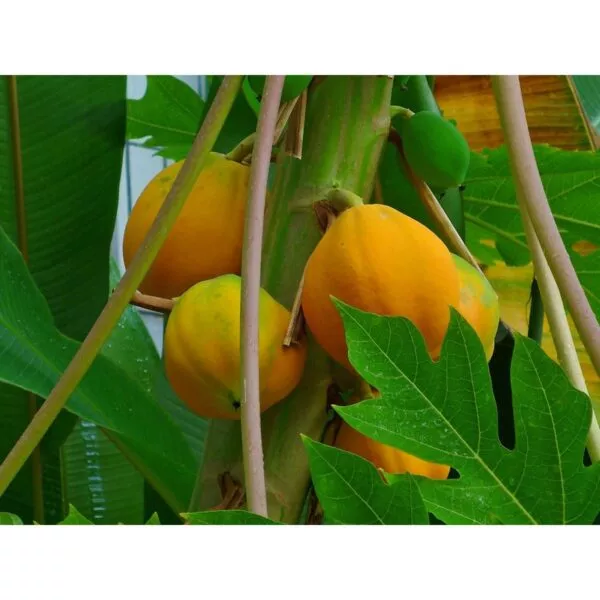 12327 37 Carica papaya