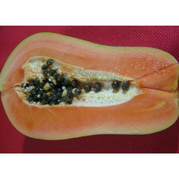 12327 44 Carica papaya