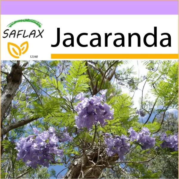12340 jacaranda mimosifolia K VS Q O T DE