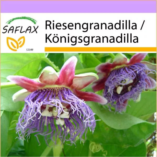 12349 passiflora quadrangularis K VS Q O T DE