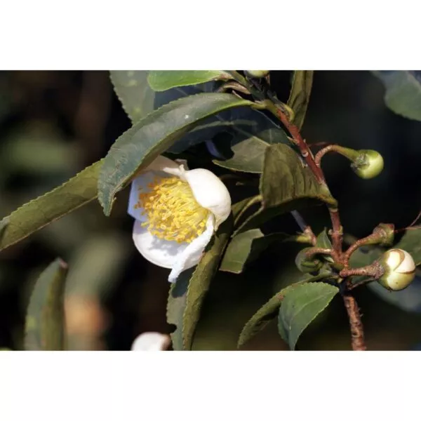 12365 33 Camellia sinensis