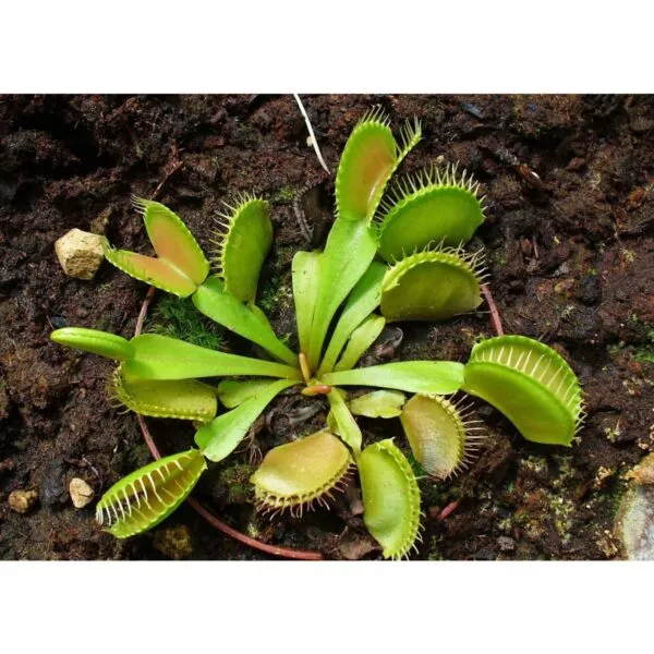 12705 37 Dionaea muscipula