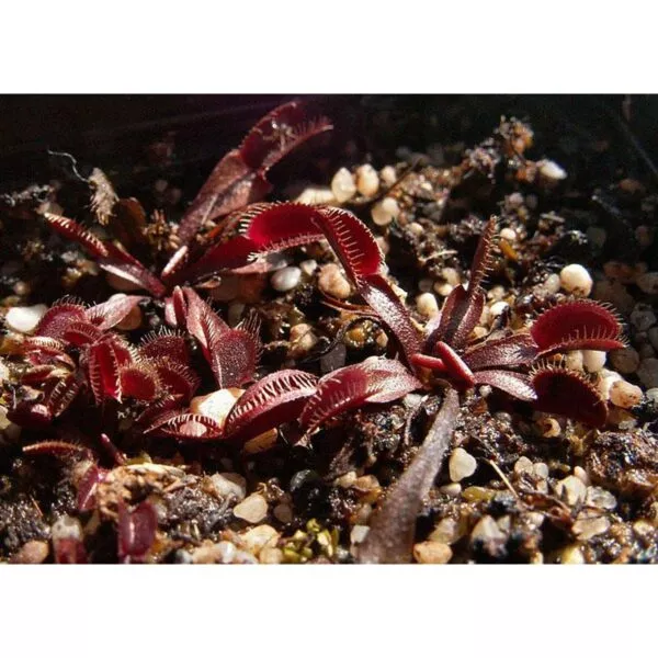 12705 43 Dionaea muscipula