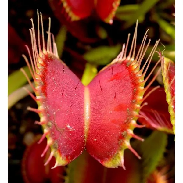 12705 45 Dionaea muscipula