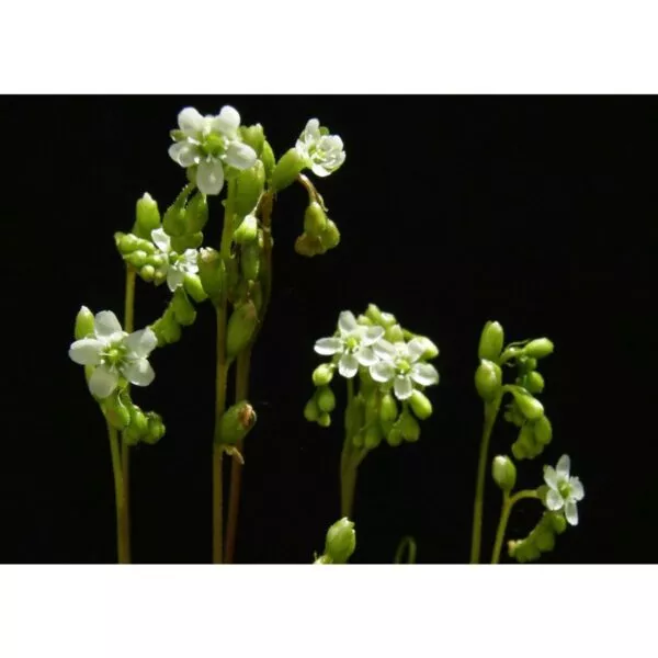12711 39 Drosera rotundifolia