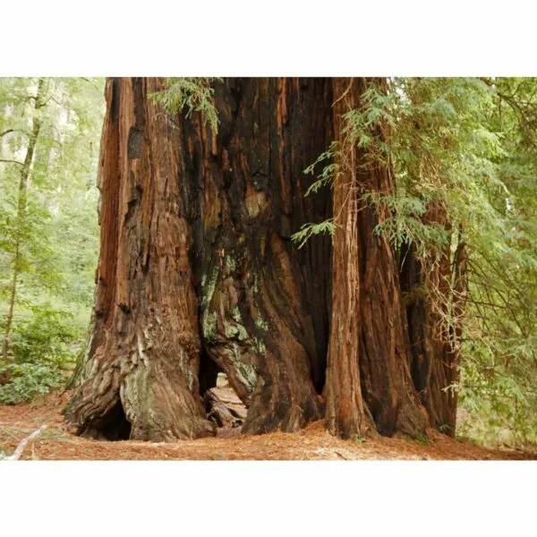 12907 32 Sequoia sempervirens
