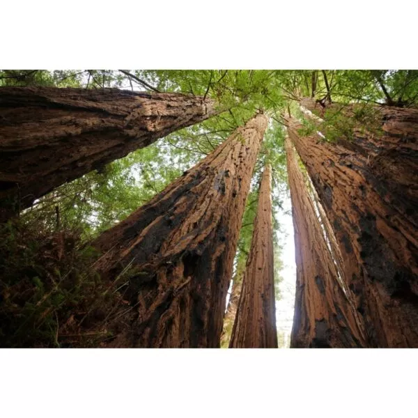 12907 33 Sequoia sempervirens