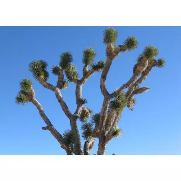 12917 36 Yucca brevifolia