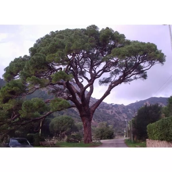 12918 33 Pinus pinea