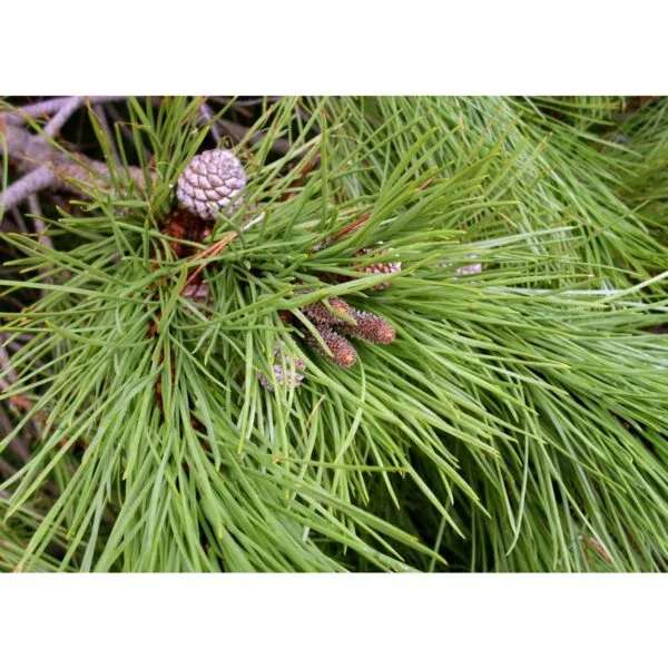12918 36 Pinus pinea