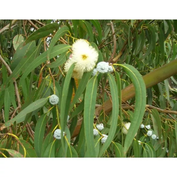 12929 37 Eucalyptus globulus bicostata