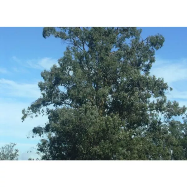 12929 39 Eucalyptus globulus bicostata