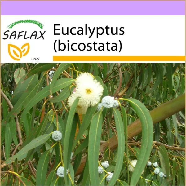 12929 eucalyptus globulus K VS Q O T DE
