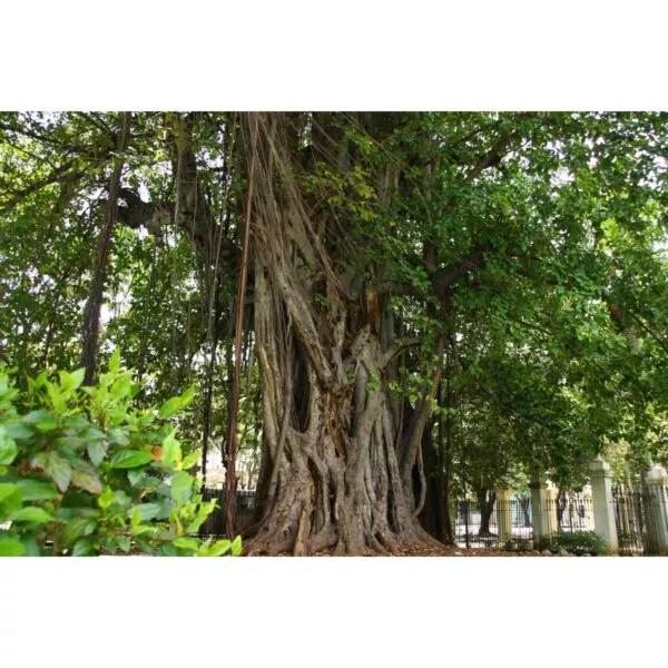 12971 01 Ficus benghalensis