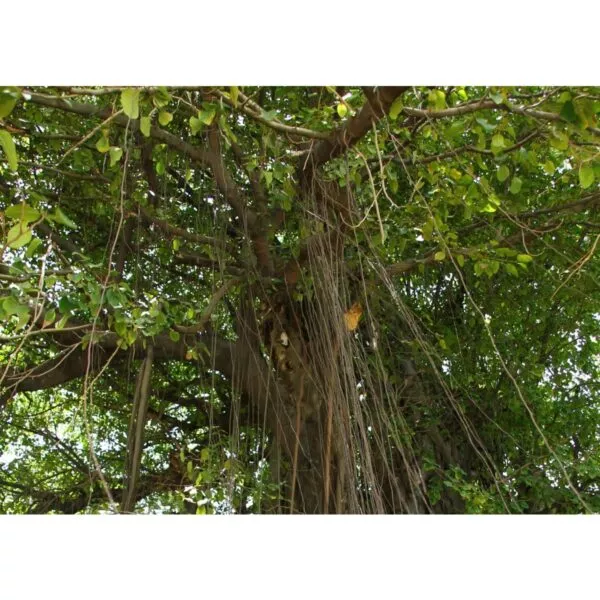 12971 02 Ficus benghalensis