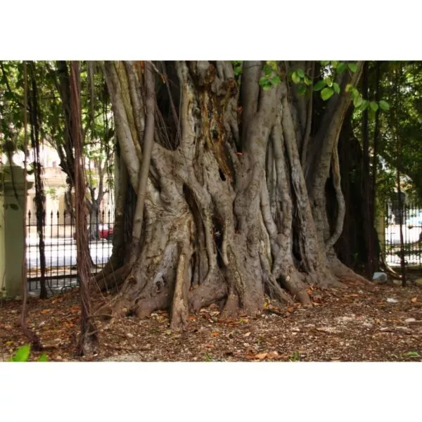 12971 04 Ficus benghalensis