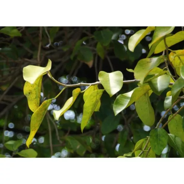 12971 06 Ficus benghalensis