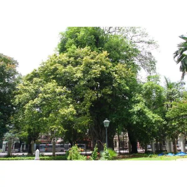 12971 07 Ficus benghalensis