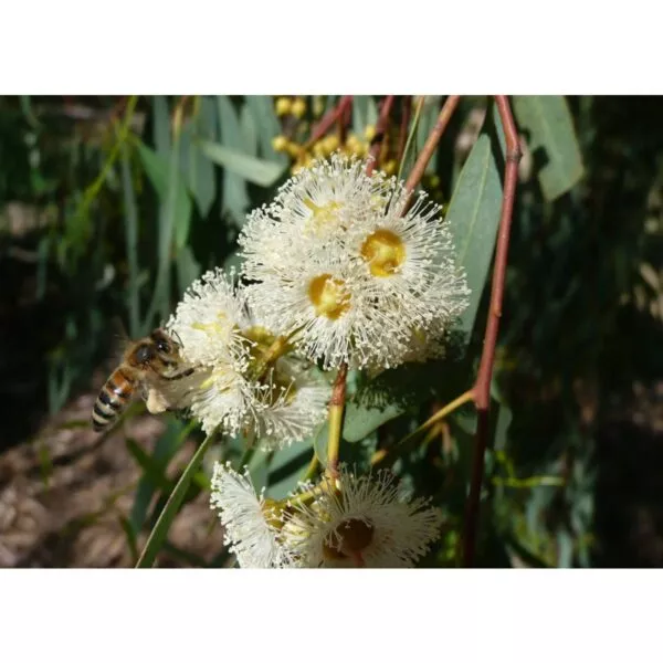 13180 33 Eucalyptus camaldulensis