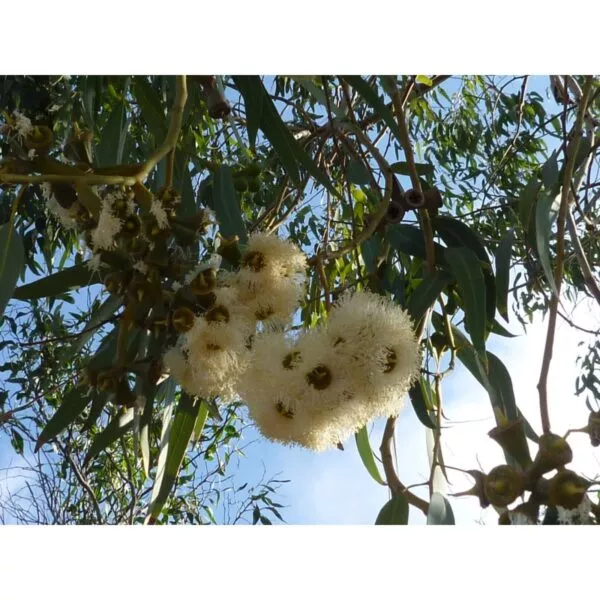 13180 34 Eucalyptus camaldulensis