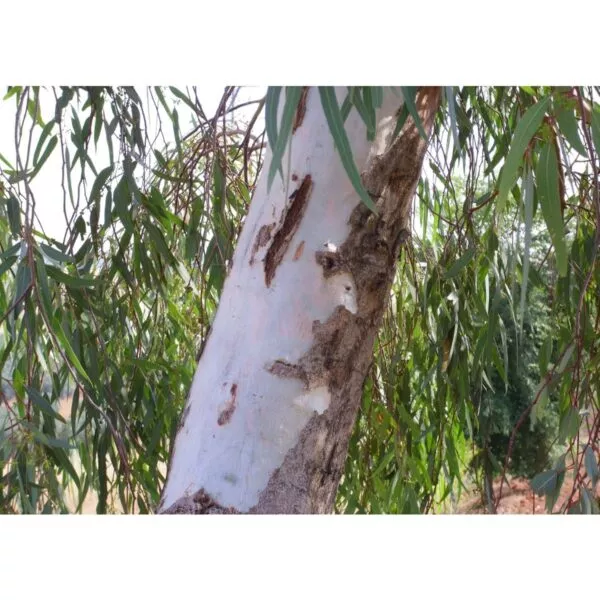 13180 37 Eucalyptus camaldulensis