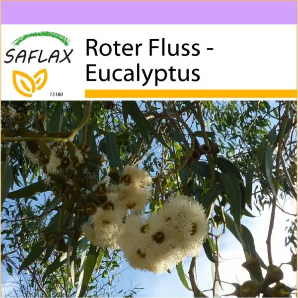 13180 eucalyptus camaldulensis K VS Q O T DE