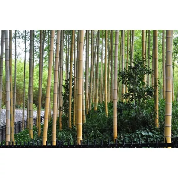 13322 32 Phyllostachys pubescens
