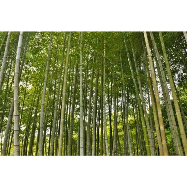 13322 33 Phyllostachys pubescens