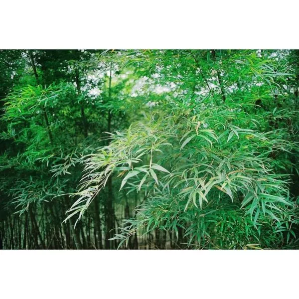 13322 34 Phyllostachys pubescens