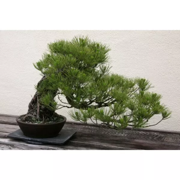 14918 31 Pinus pinea
