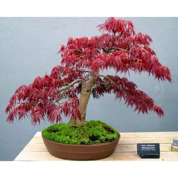 14952 33 Acer palmatum atropurpureum