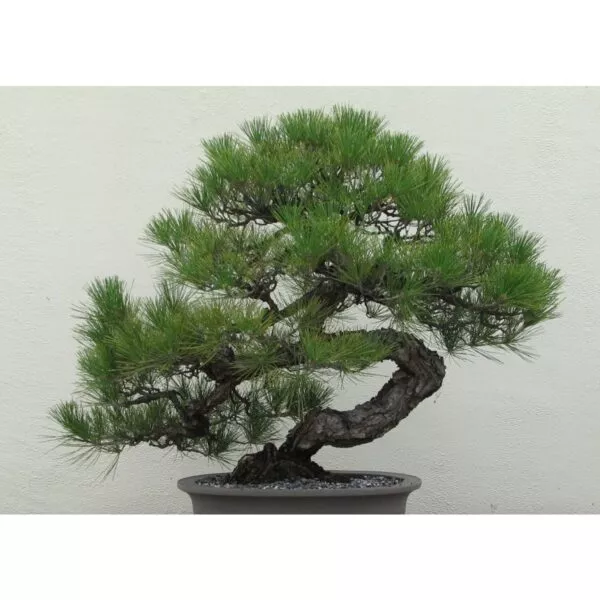 14995 31 Pinus thunbergii