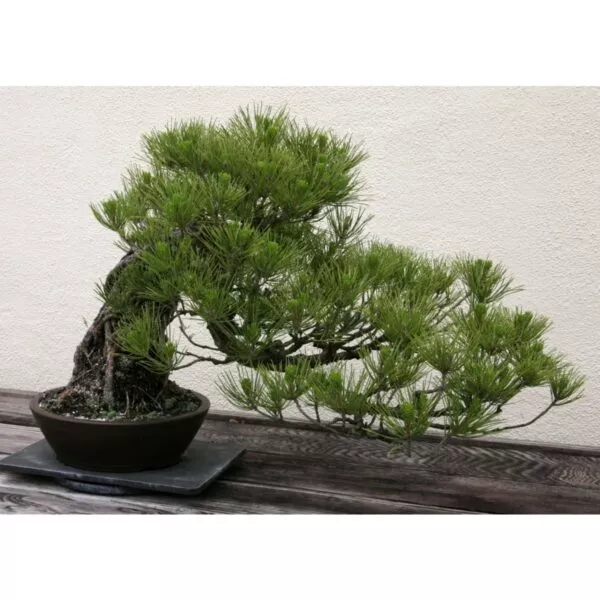 14995 32 Pinus thunbergii