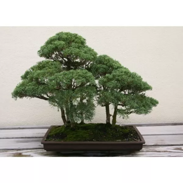 14999 51 Juniperus chinensis