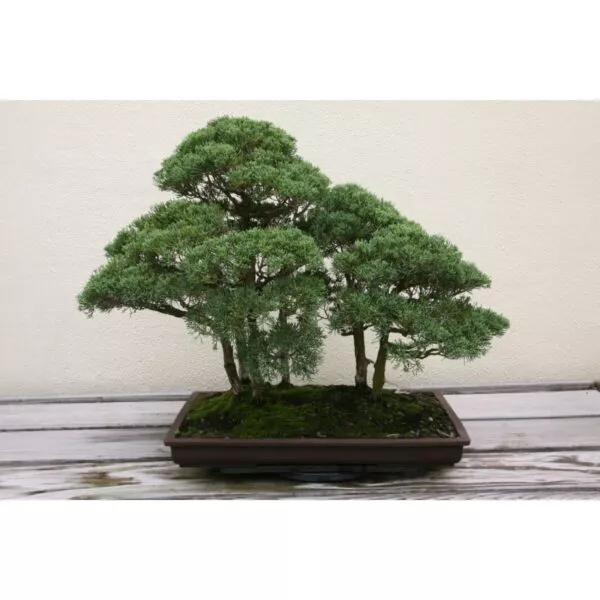 14999 59 Juniperus chinensis