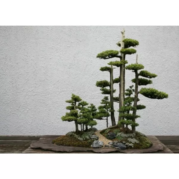 14999 60 Juniperus chinensis