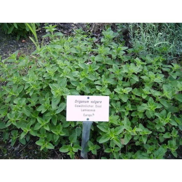 17517 41 Origanum vulgare subsp. hirtum