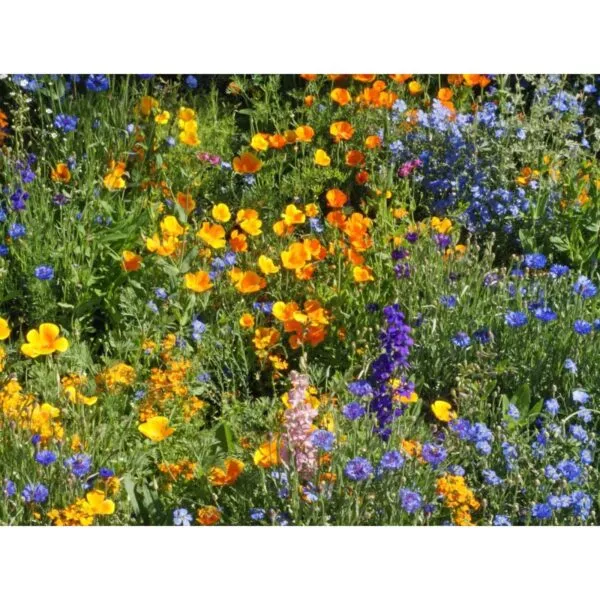 18151 Wildblumen Wildflowers Fleurs sauvages