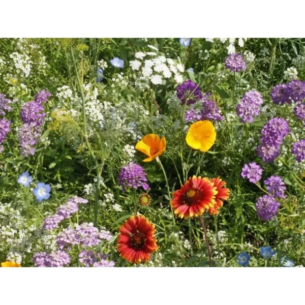 18153 Wildblumen Wildflowers Fleurs sauvages