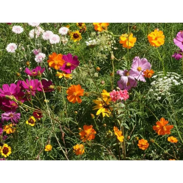 18154 Wildblumen Wildflowers Fleurs sauvages