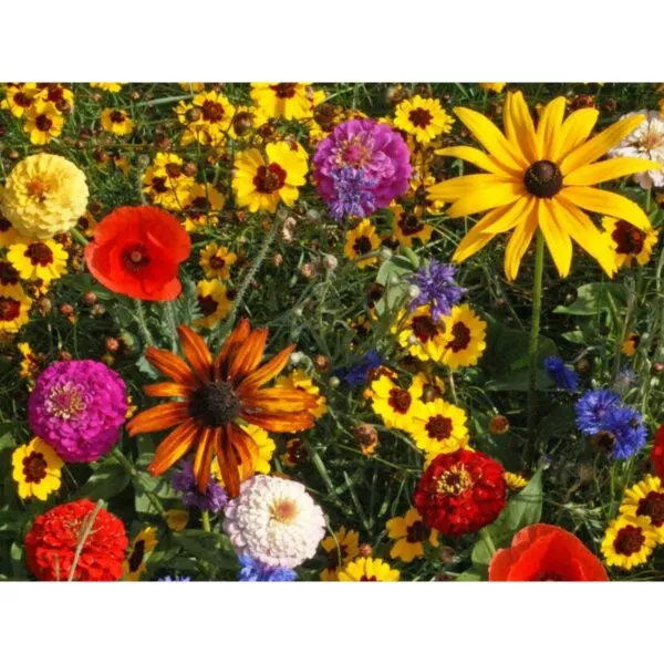 18155 Wildblumen Wildflowers Fleurs sauvages