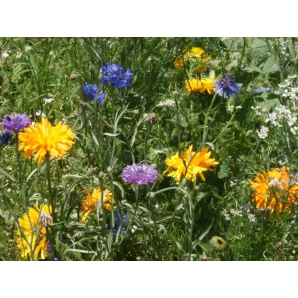 18156 Wildblumen Wildflowers Fleurs sauvages