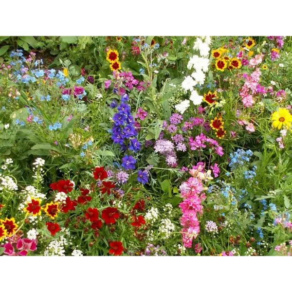 18163 Wildblumen Wildflowers Fleurs sauvages