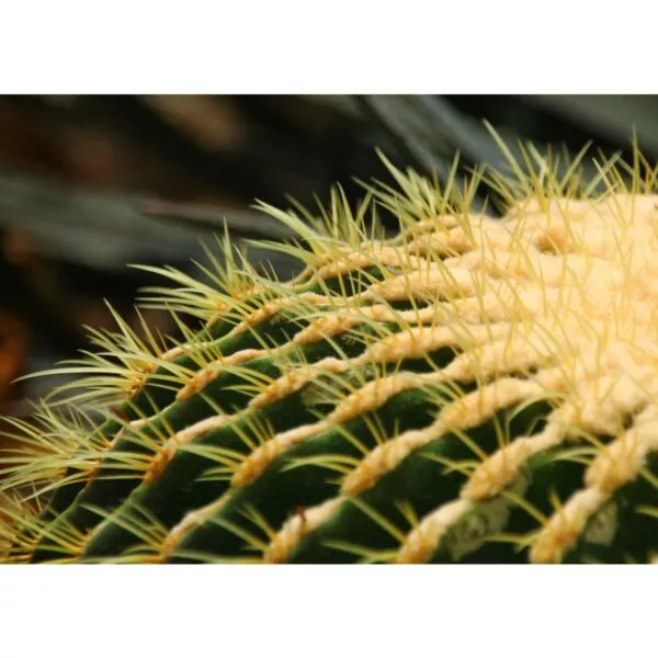 19421 05 Echinocactus grusonii