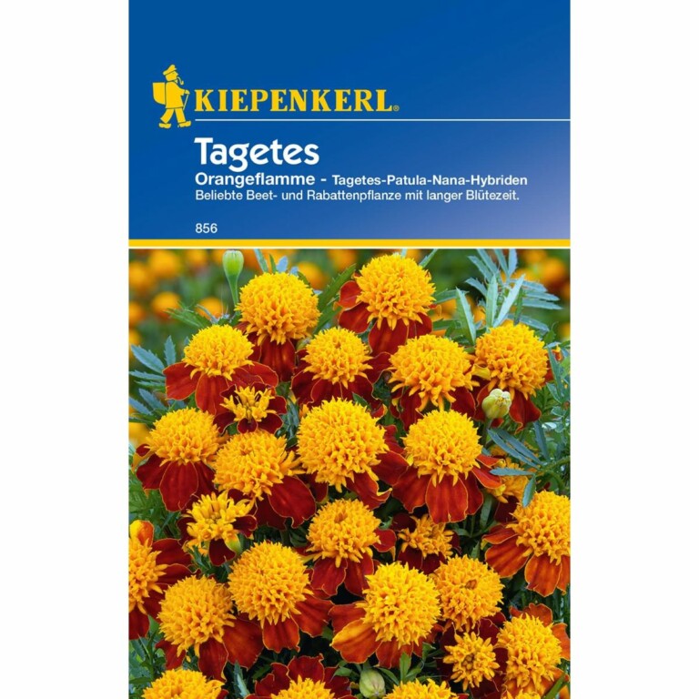 Prächtiges Bärenohr Zulu Prince Von Kiepenkerl Saatgut Shopping