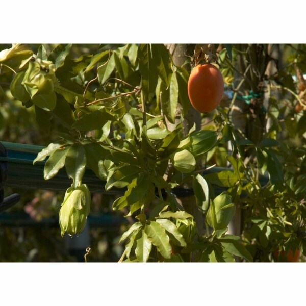 12347 36 Passiflora caerulea