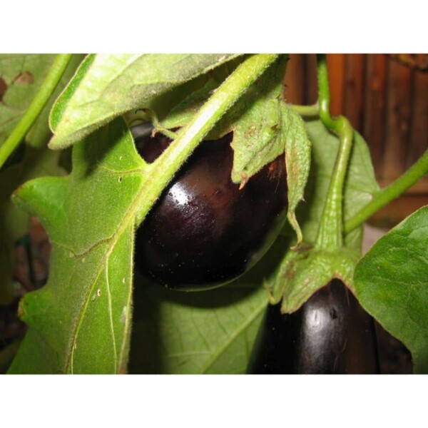 12355 31 Solanum melonga