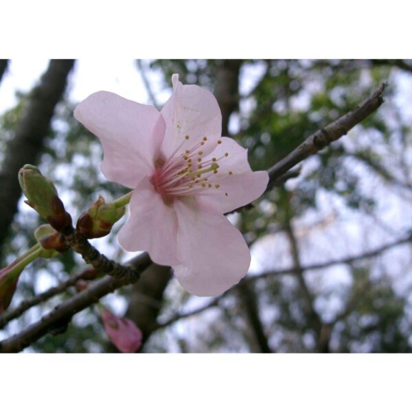SAFLAX - Japanische Blütenkirsche - 30 Samen - Prunus serrulata – Bild 3