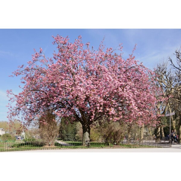 12372 32 Prunus serrulata