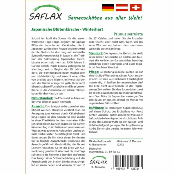 SAFLAX - Japanische Blütenkirsche - 30 Samen - Prunus serrulata – Bild 2